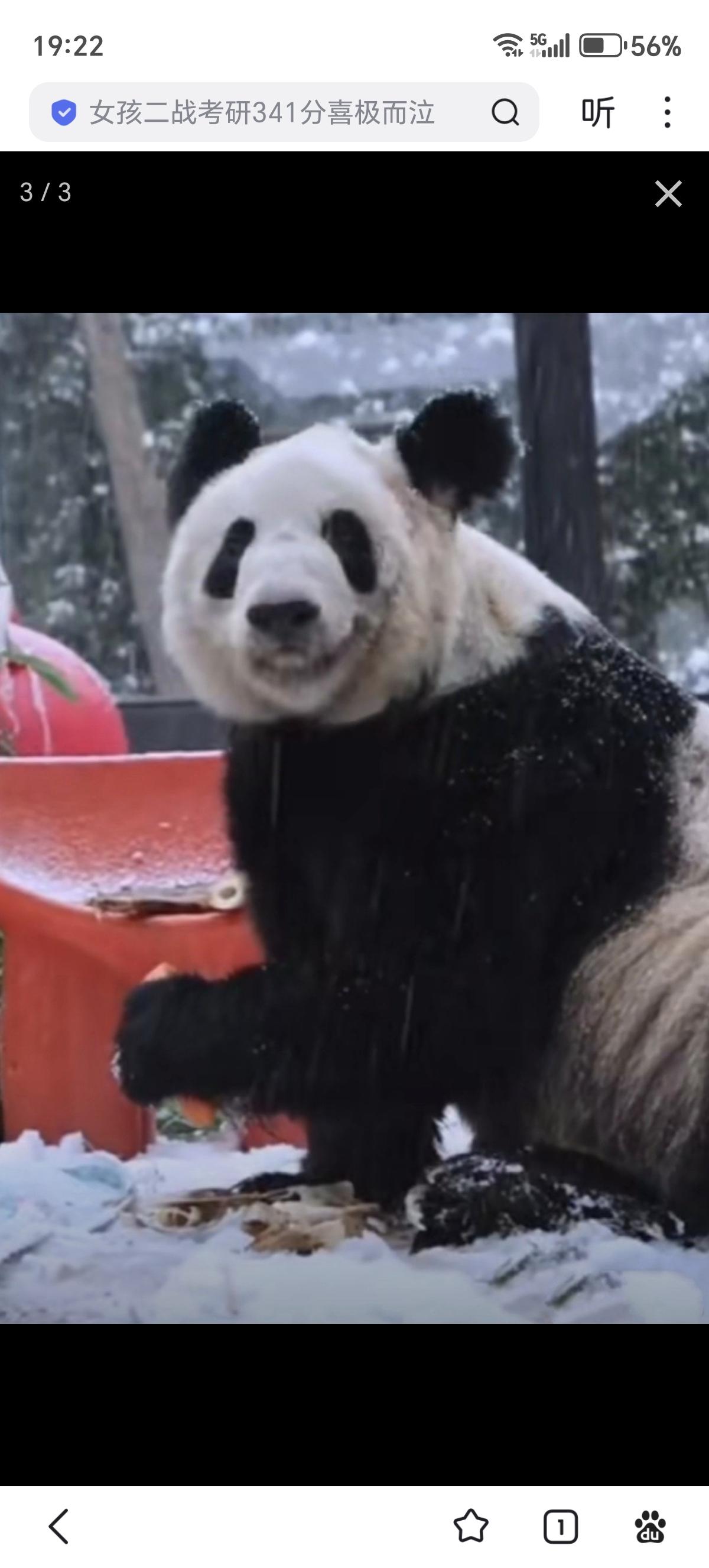 外媒惊叹：一只曾在美国生活的大熊猫被送回中国后，发生了令人惊讶的变化。

因为祖