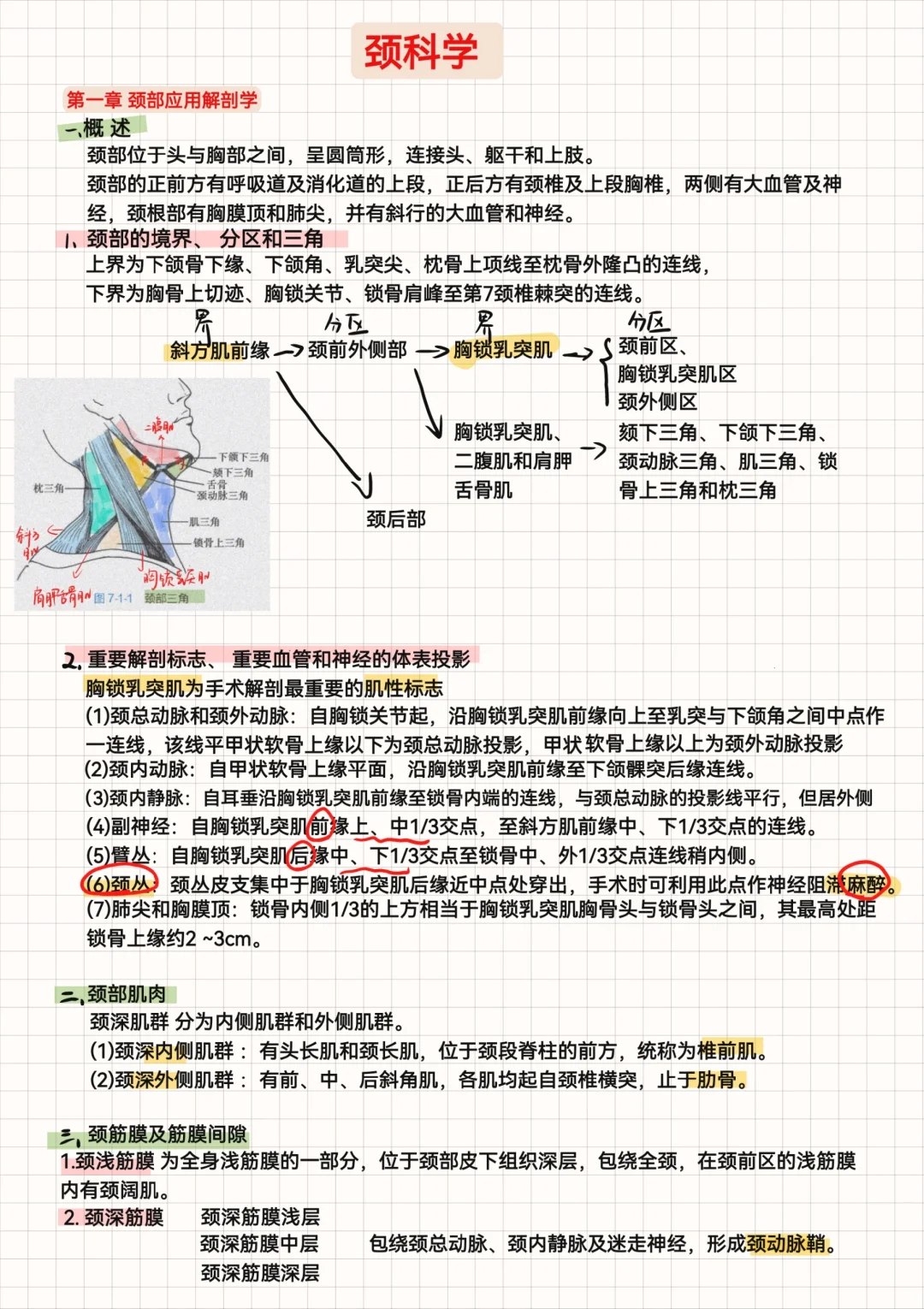 耳鼻喉颈外科（11）-颈科学部分