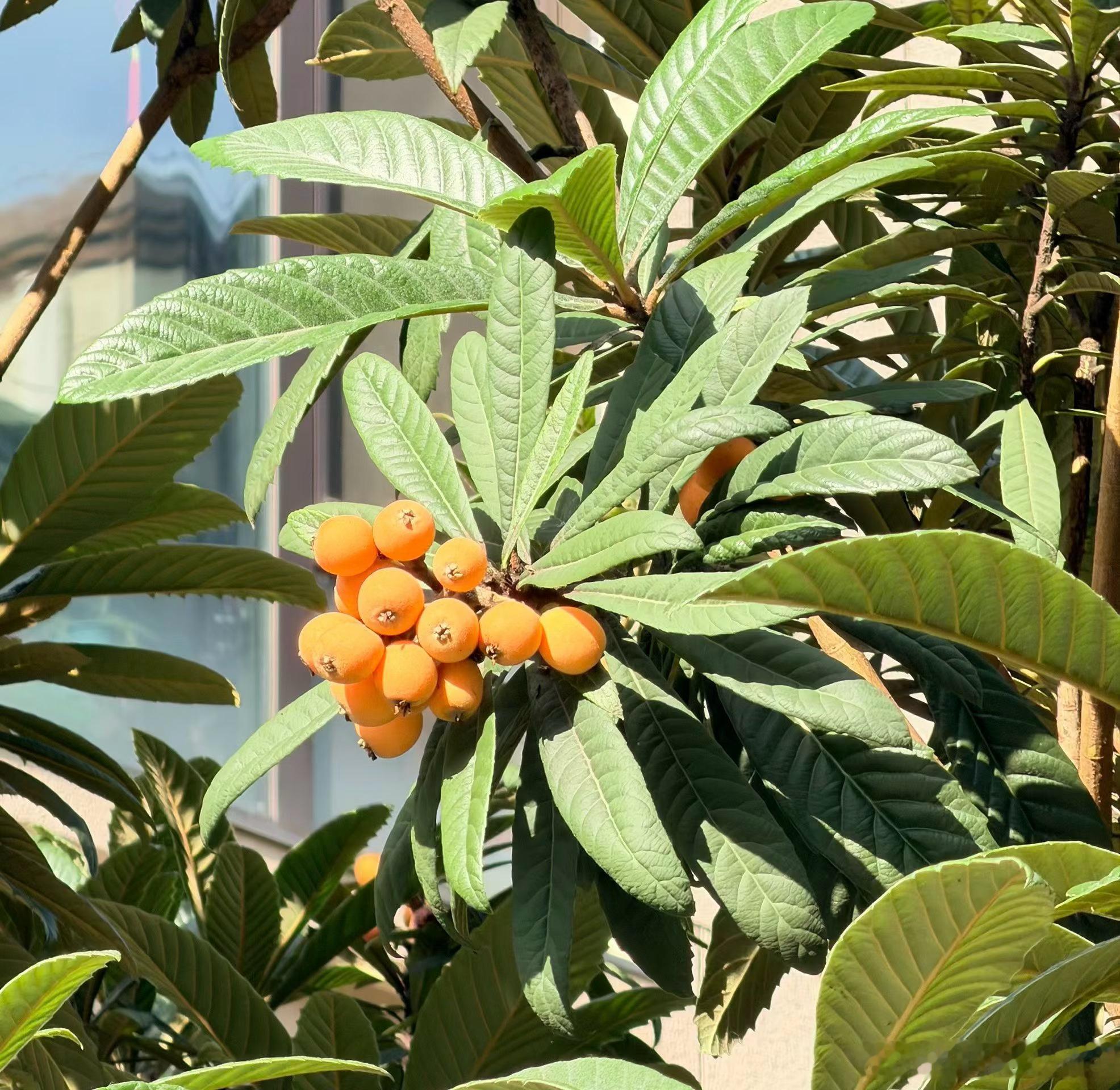 生活手记六月里的小区，一片五彩斑斓景象，枇杷也熟了，无论是赏花的人还是被赏的花，
