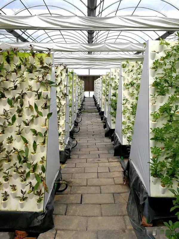 温室里可以用哪些无土栽培技术? 温室里的无土栽培技术可不少。水培就很常见，植物根