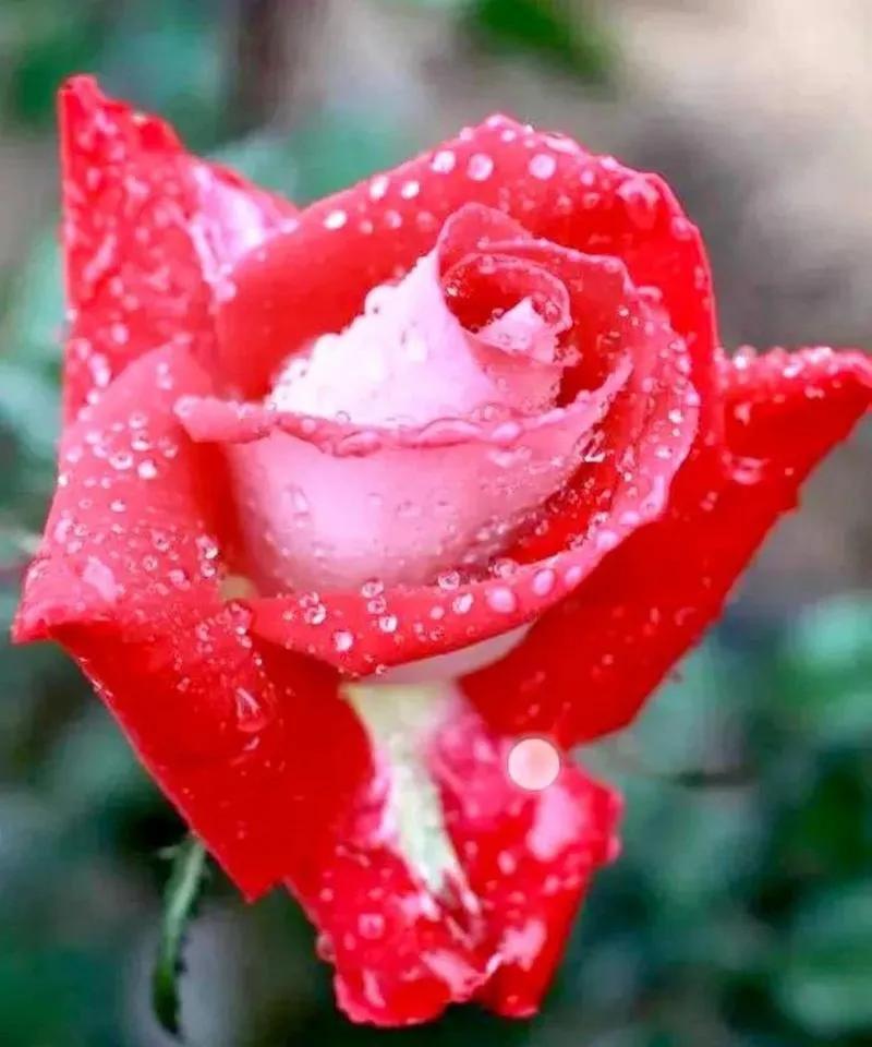 #上联：清风拂柳岸，诚邀下联？#

细雨润花瓣