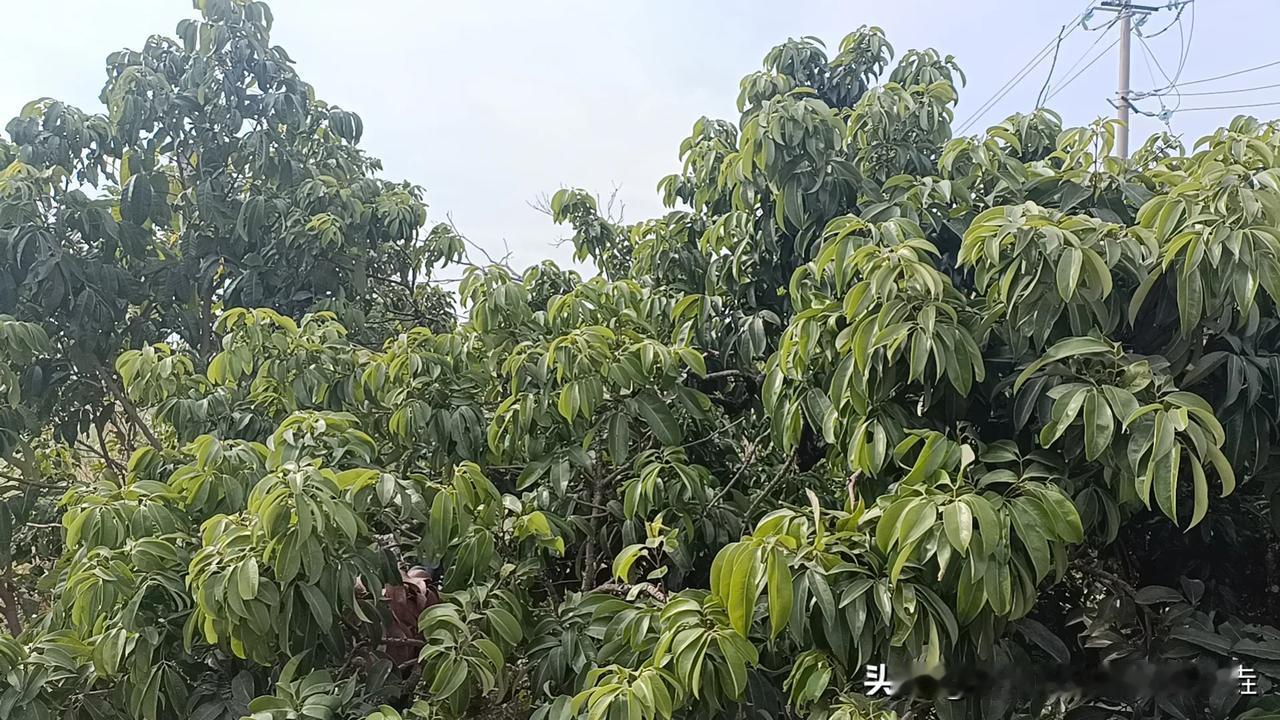 桂平麻垌荔枝花开，
只是现在很干旱啊，
今年有没有吃就看天了。