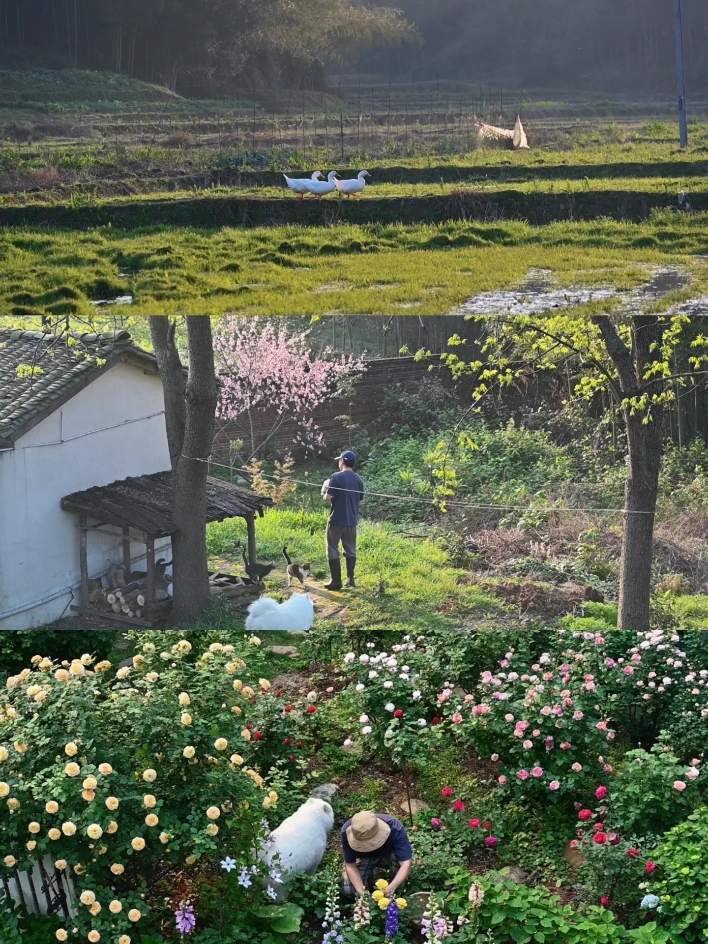 我在乡下有个小院子 种着一年四季。