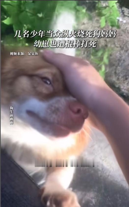 “天生坏种！”6月30日报道，广东揭阳，4名男孩盯上一只流浪狗，他们先用棍棒抽打