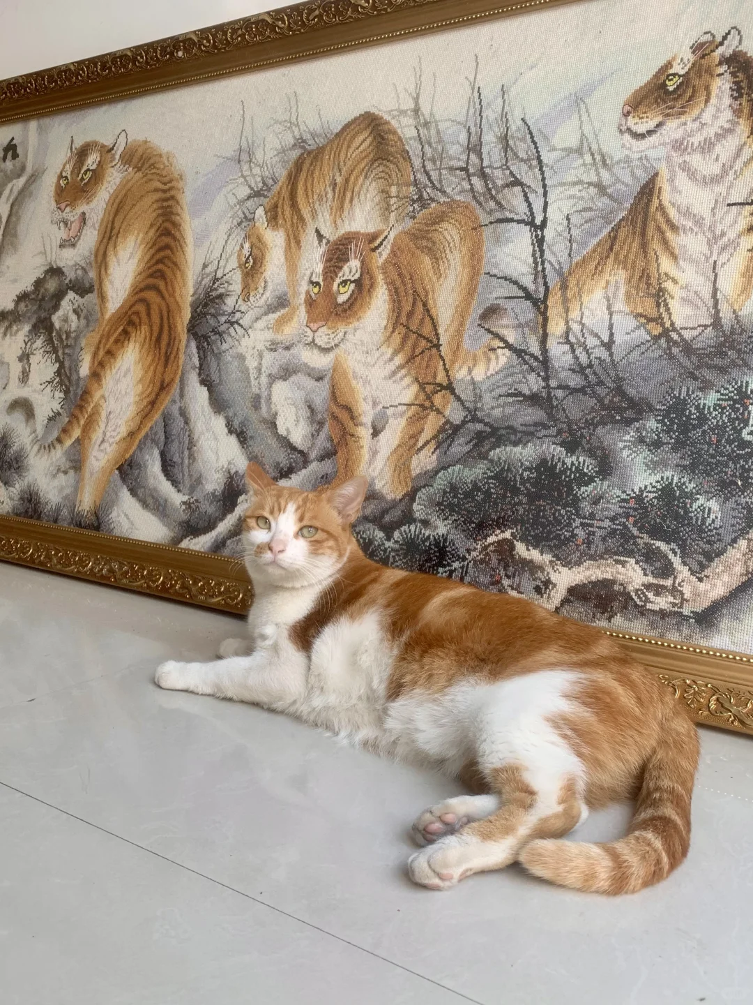 橘猫是画里的小老虎