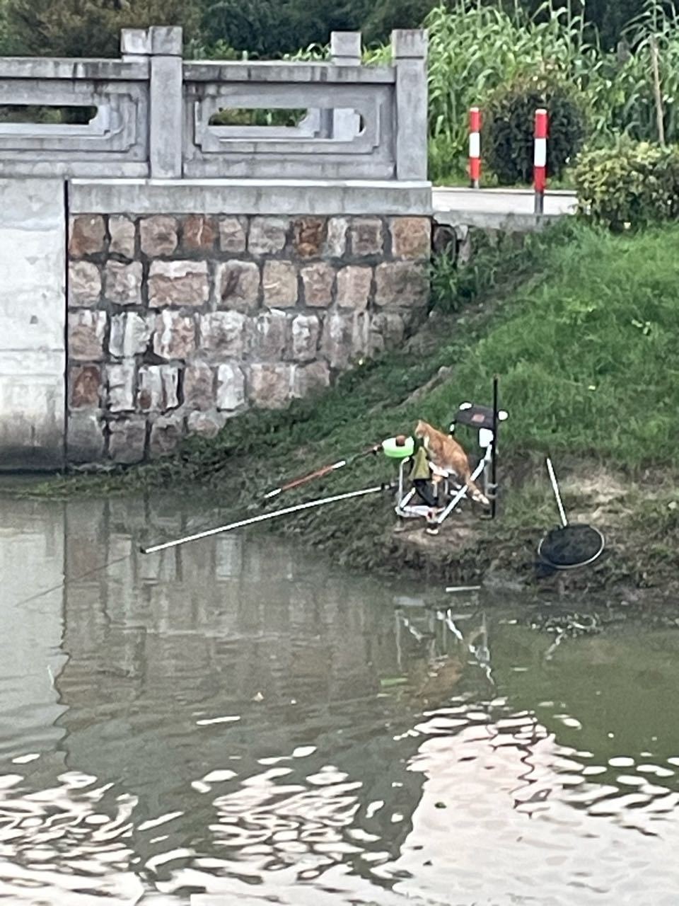 7972【小猫】钓鱼🎣 