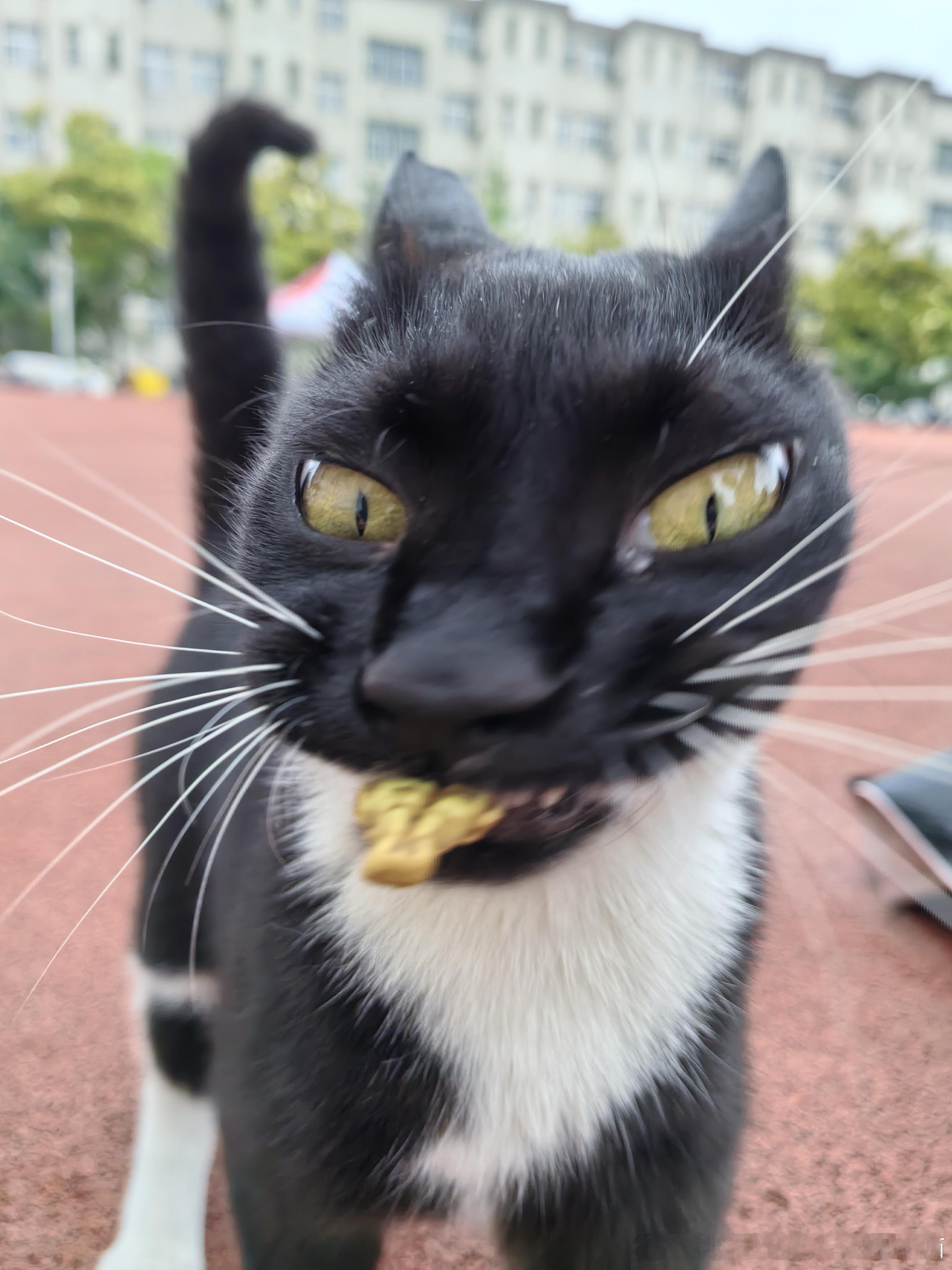 49276【丑猫】此猫无文案 