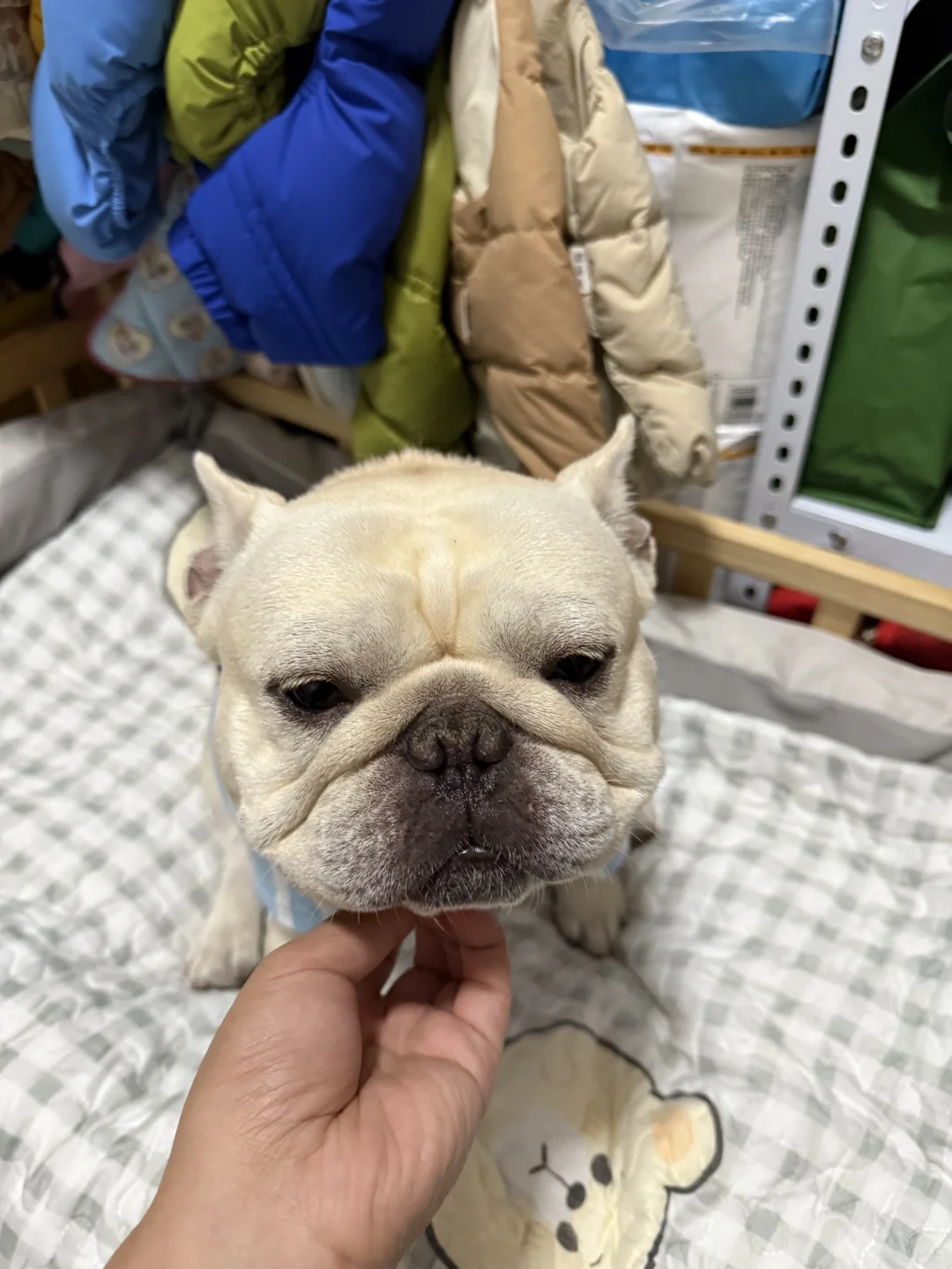 快去抢李佳琦的第二场宠物羊毛