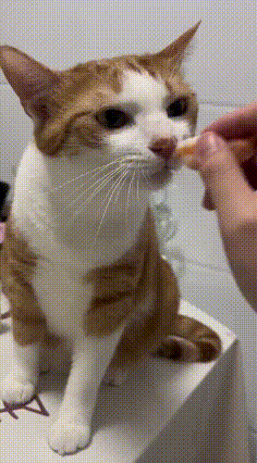 橘花猫被逗出小脾气啦😂
 
主人拿虾尾在橘花猫眼前来回晃动，一开始小家伙以为是