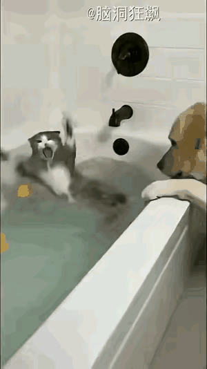 金毛：我就轻轻一推，猫：你这是谋杀！😂
 
家人们！笑不活了！这只小猫正搁浴盆