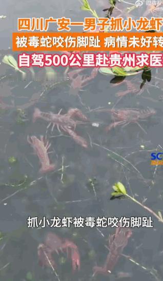 四川广安，一男子深夜偷偷去水田抓小龙虾，没抓到几个，反被暗处毒蛇狠狠咬中脚趾。剧