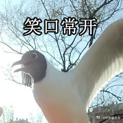 #鸟粉投稿# 开怀大笑的红嘴鸥！ ​​​