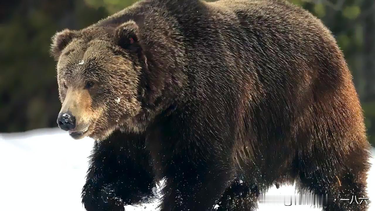 💥雪落西伯利亚，母爱拼不过野性：母虎护崽，终究没躲过这致命一掌
 
西伯利亚的