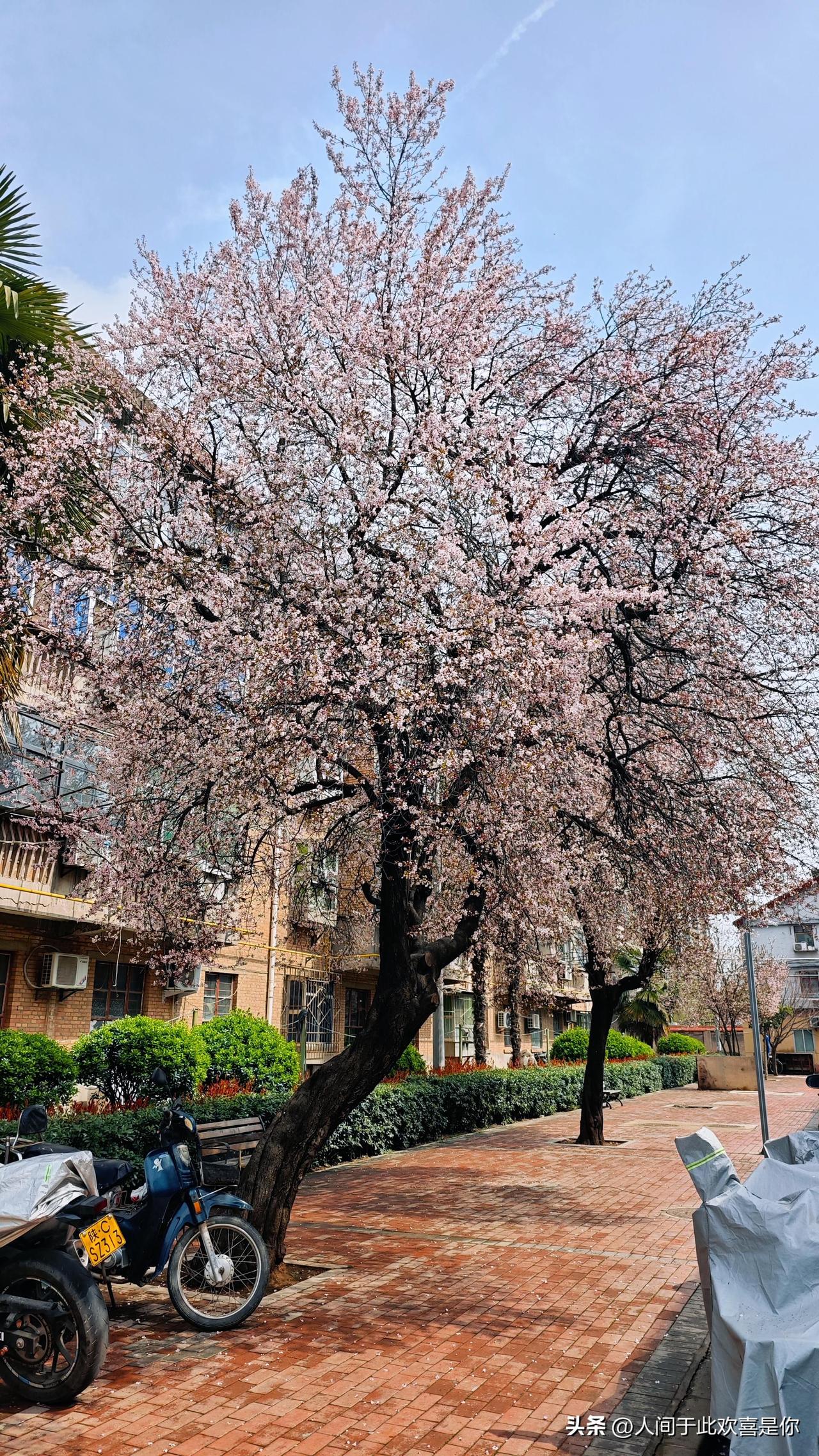 老小区也有春天