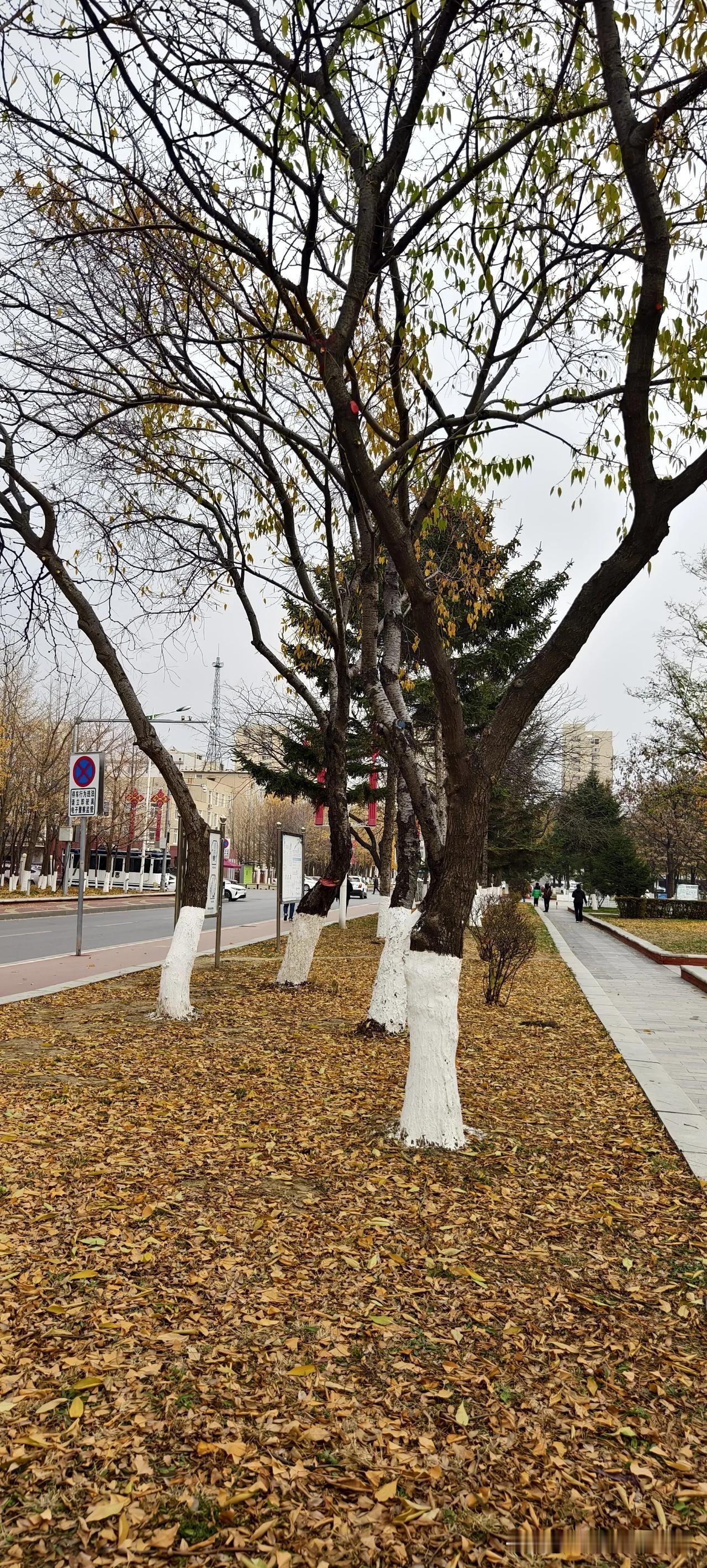 满地的落叶！银杏树完美谢幕！