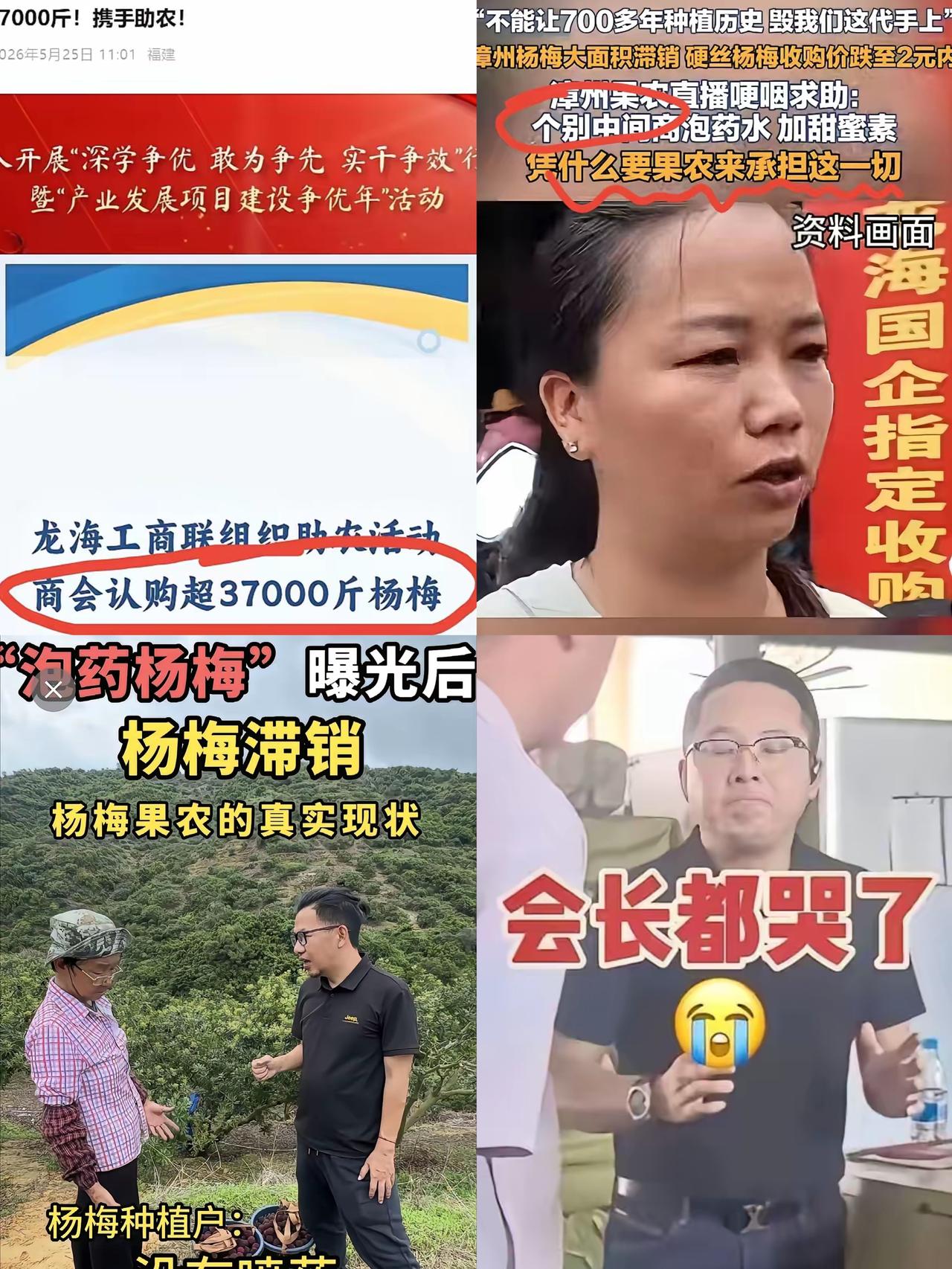 漳州杨梅会长立大功！哽咽官宣单日出货37000斤发往全国，果农们总算看到了盼头，