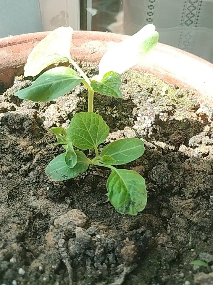 今日分享随手拍照片鱼儿离不开水，花儿离不开秧，这两天涨的比较慢了，应该是缺水了吧