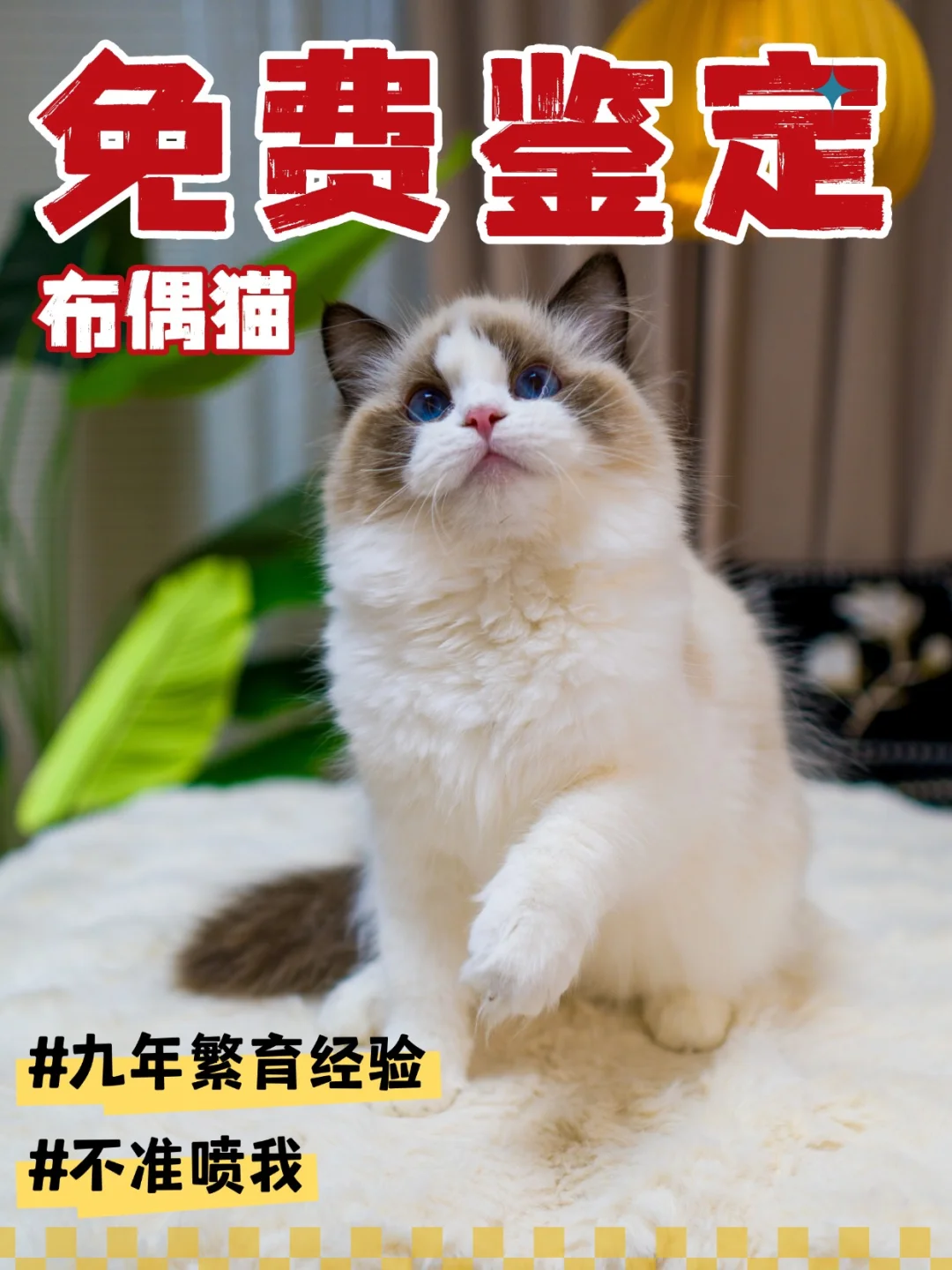 免费无偿鉴定布偶猫！帮你了解你的猫！