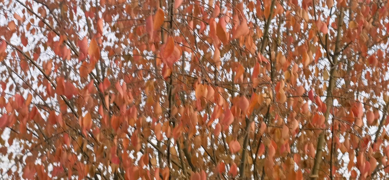 看看你拍摄的树木照片故乡.霸王河之冬