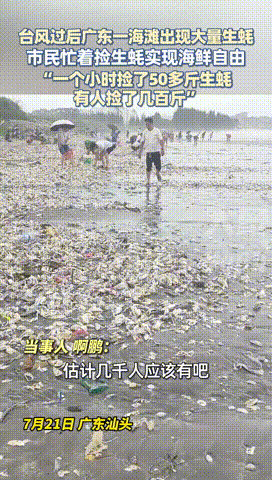 台风过后，广东某海滩出现了大量生蚝和蛤蜊，吸引了不少游客捡拾，但疾控专家提醒：这