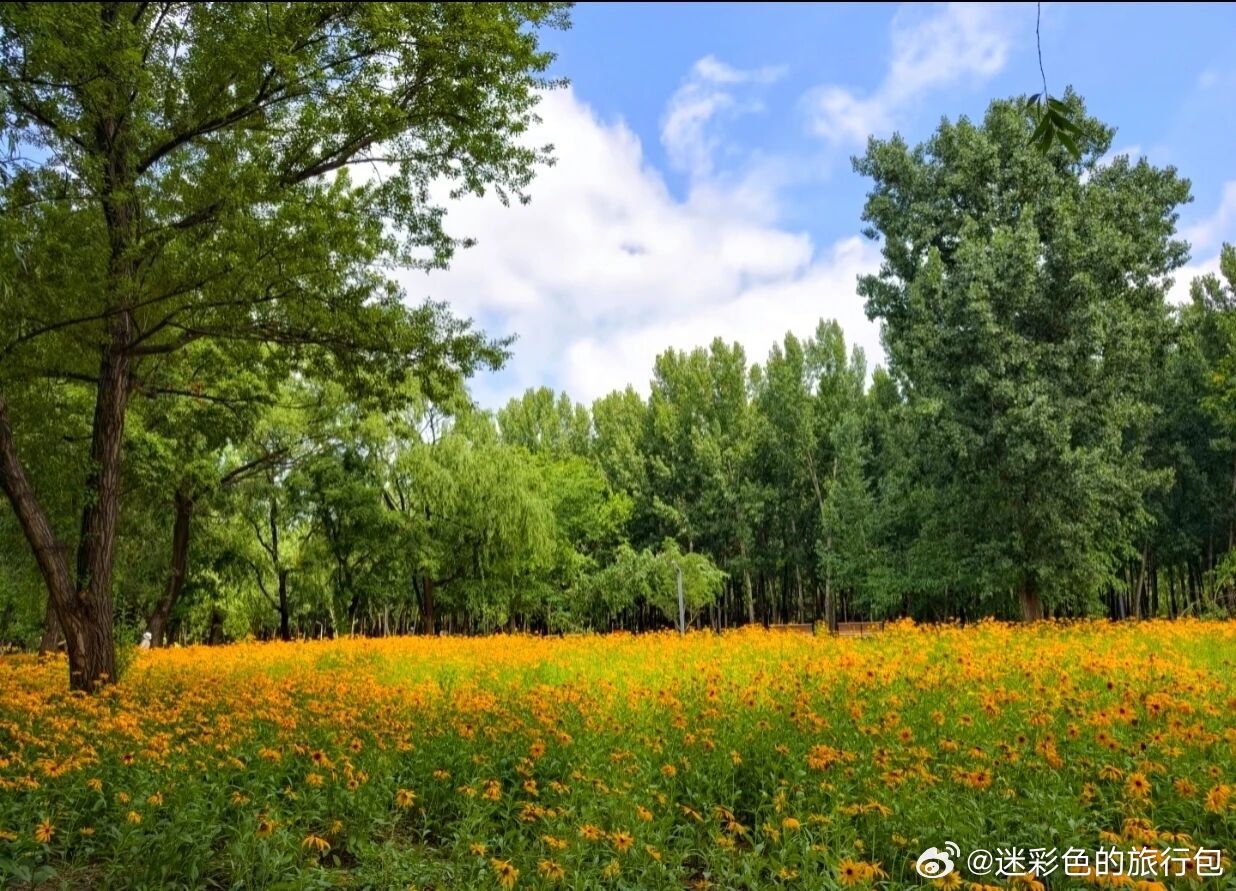 被北京昌平百善这片百亩野菊花海狠狠治愈了！连片盛放的黑心菊铺成金色花海，长势茂密