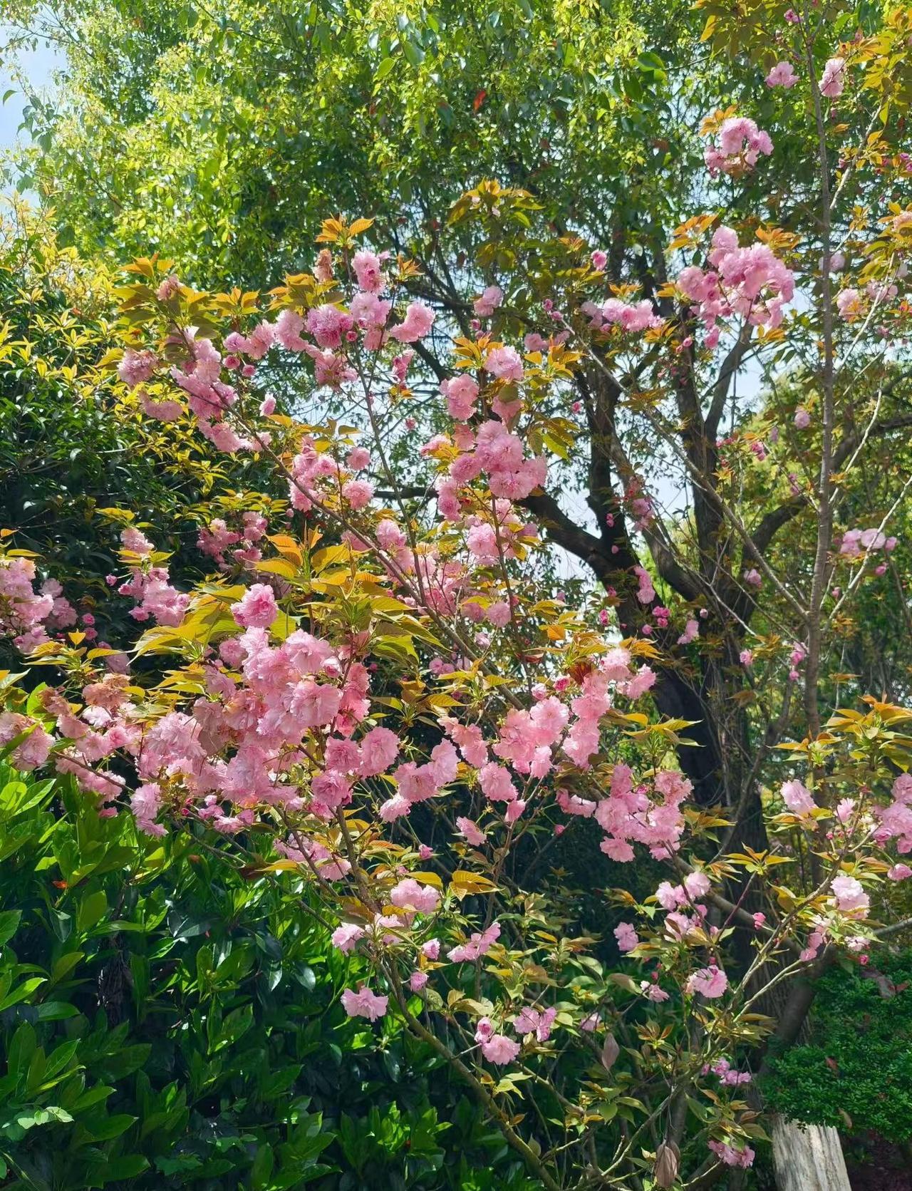 红墙映青山，一入便心安~～~平安喜乐，万事顺遂😁好的生活 就是好好生活🤗