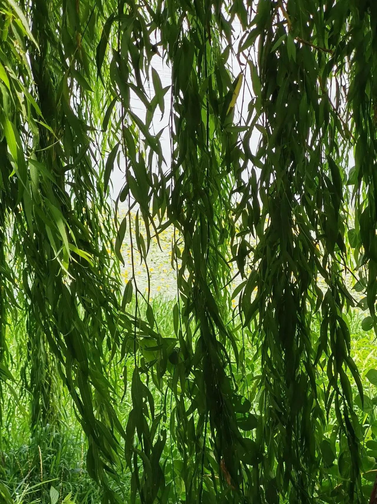 上联：花绽千枝春有色，下联：柳垂万缕夏多情。

一个用户分享的对联，在社交媒体上