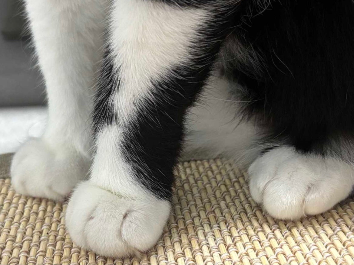 周一，过来跪下。daily奶牛猫 （投稿：） 