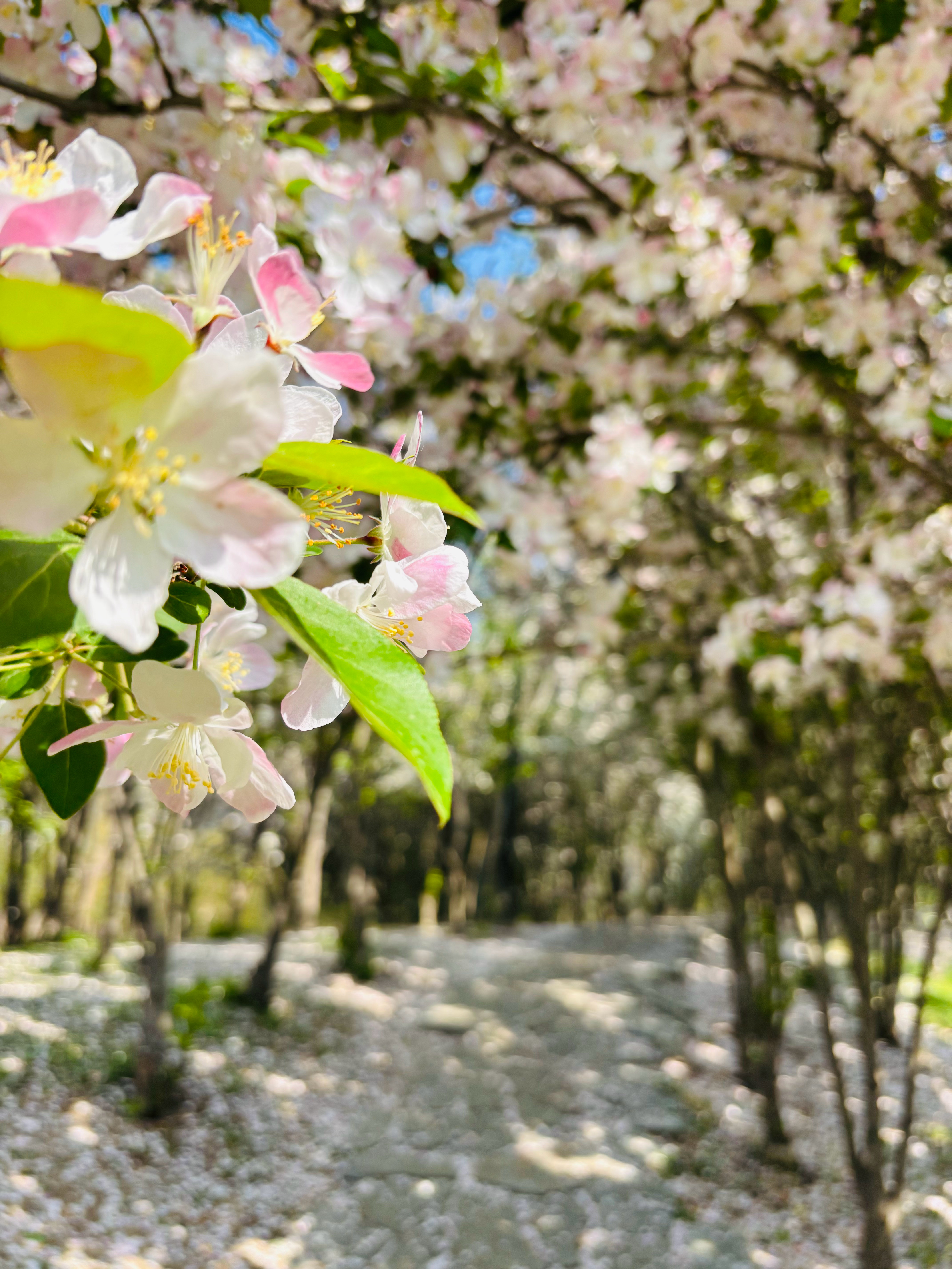 天津的市花🌸可以改成海棠了天津津门虎vs青岛海牛天津津门虎天津五大道海棠花盛放