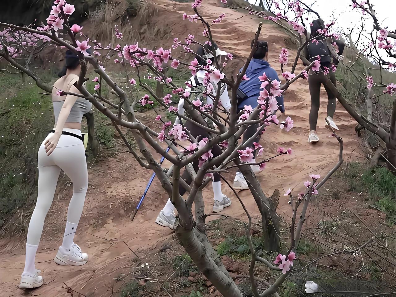 桃花开了，梨花白了，小草已发芽。又是爬山、踏青的好时节。