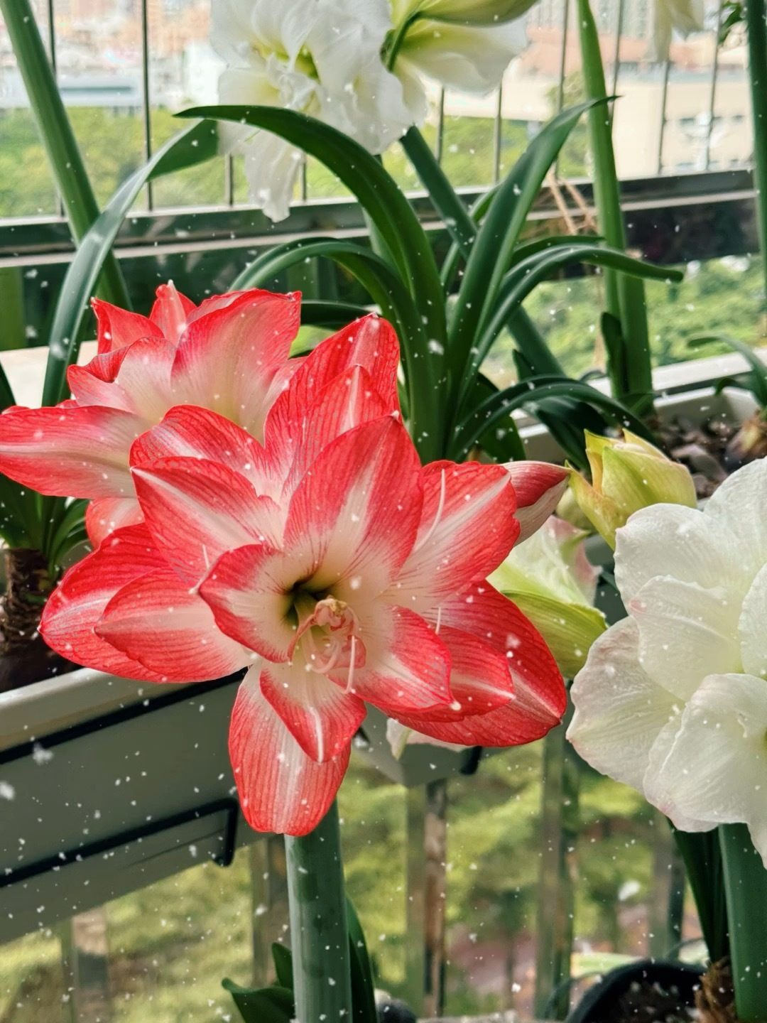 #花草[超话]##随手拍# 赶在降温前开花！花孔雀花虽不大，但颜色是真的够骚气啊