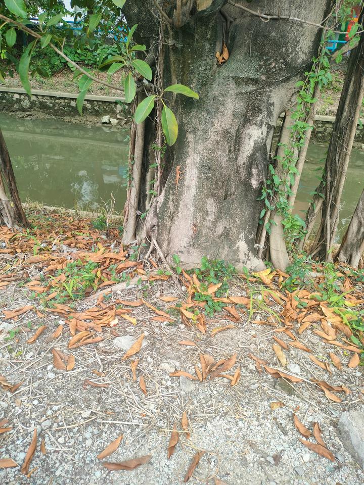 我发现，公园里的老人有个特点
1.他们都是没有子女陪着来逛。或者是老夫妻，或者是