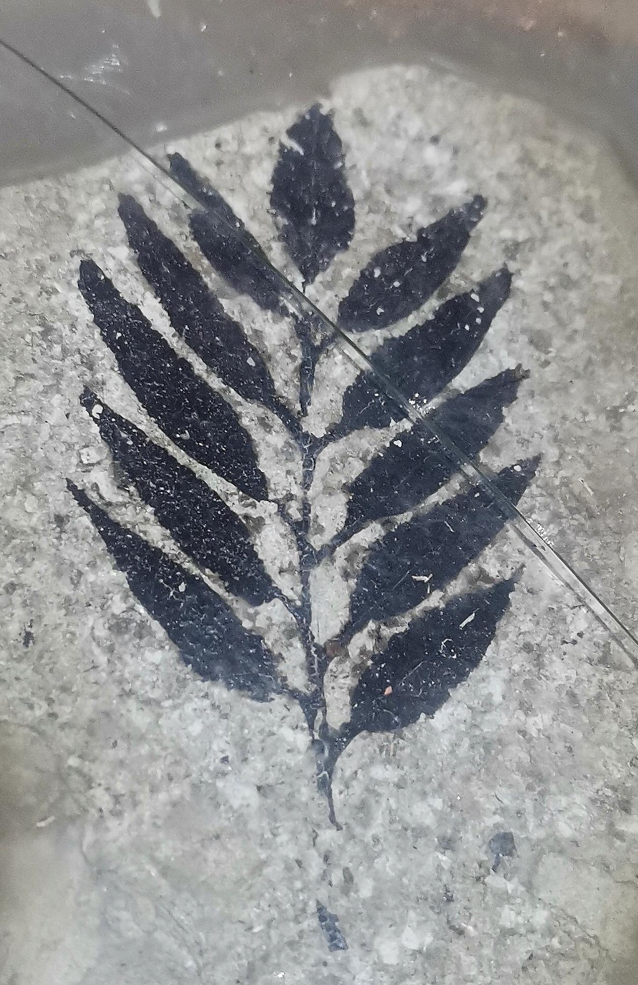 二十多年前，我去山旺玩，那时还没人管理，含化石的硅藻土人们开采了往外运，真可惜这
