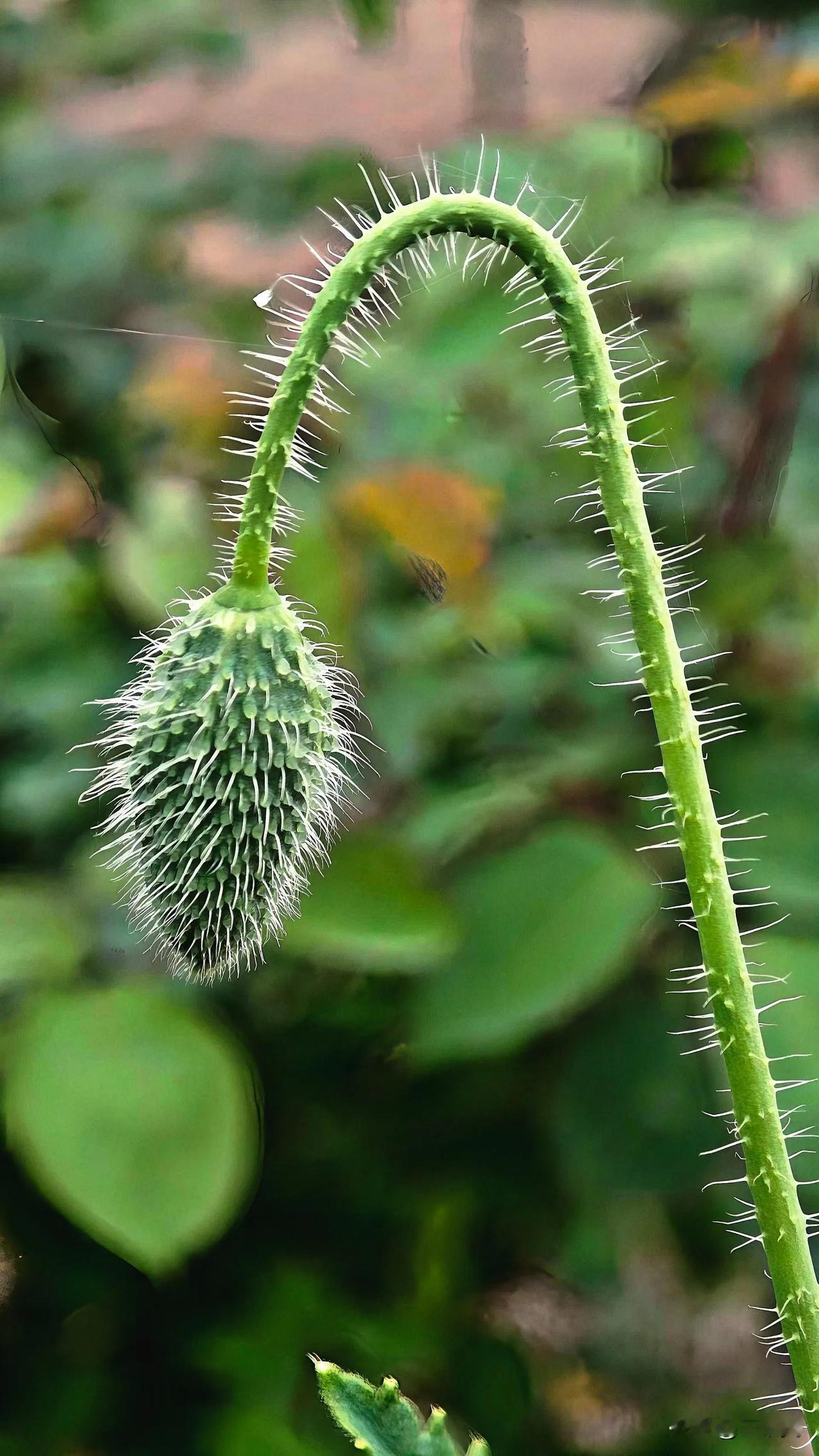 有没有漂亮的花朵图片吗为你分享春天公园里靓丽花朵的动态美图。