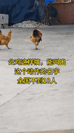 公鸡🐓这样搞，能叫出这个动作名字人可不多！[泣不成声]