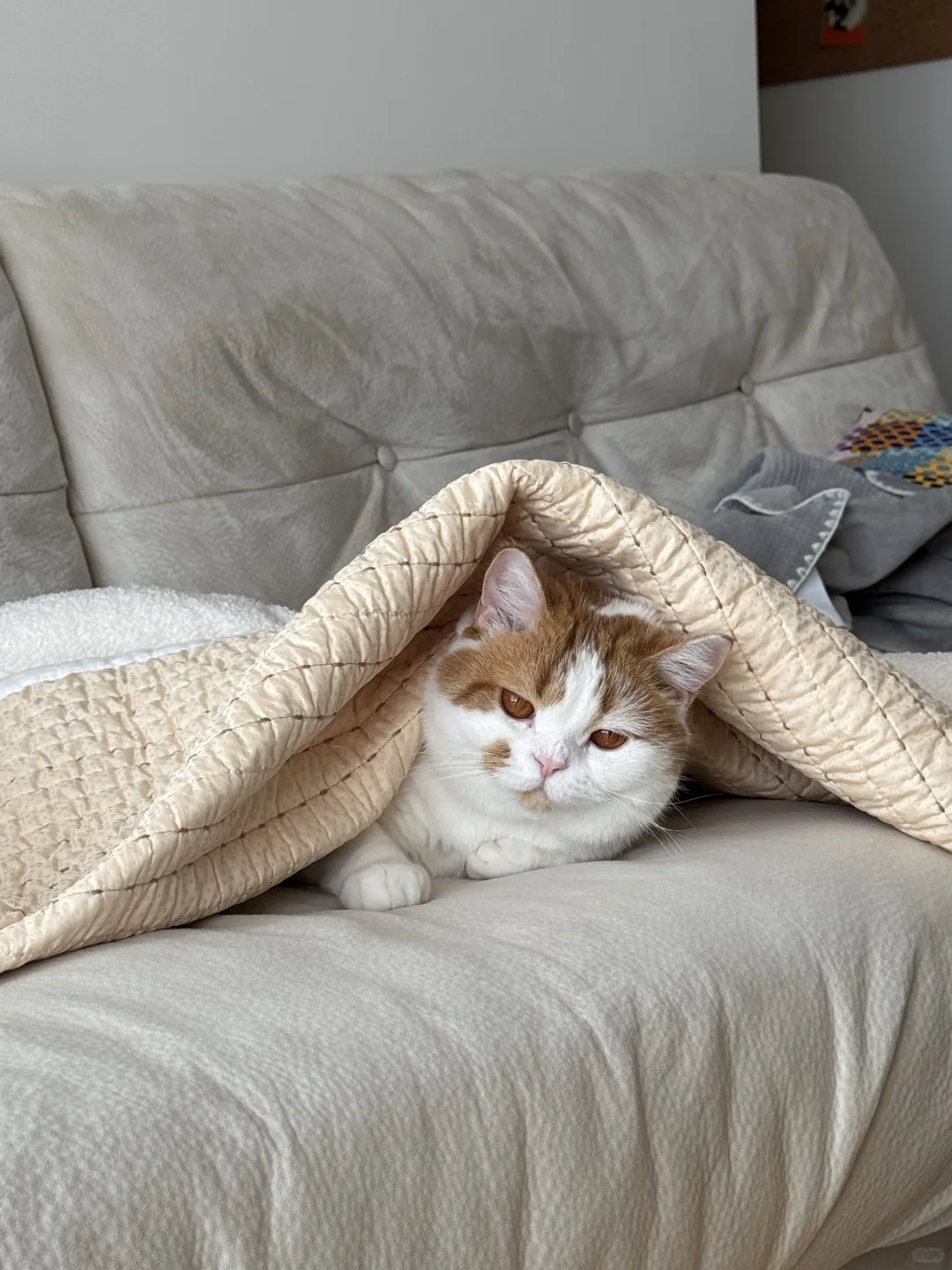 天冷了小猫选择自主盖被