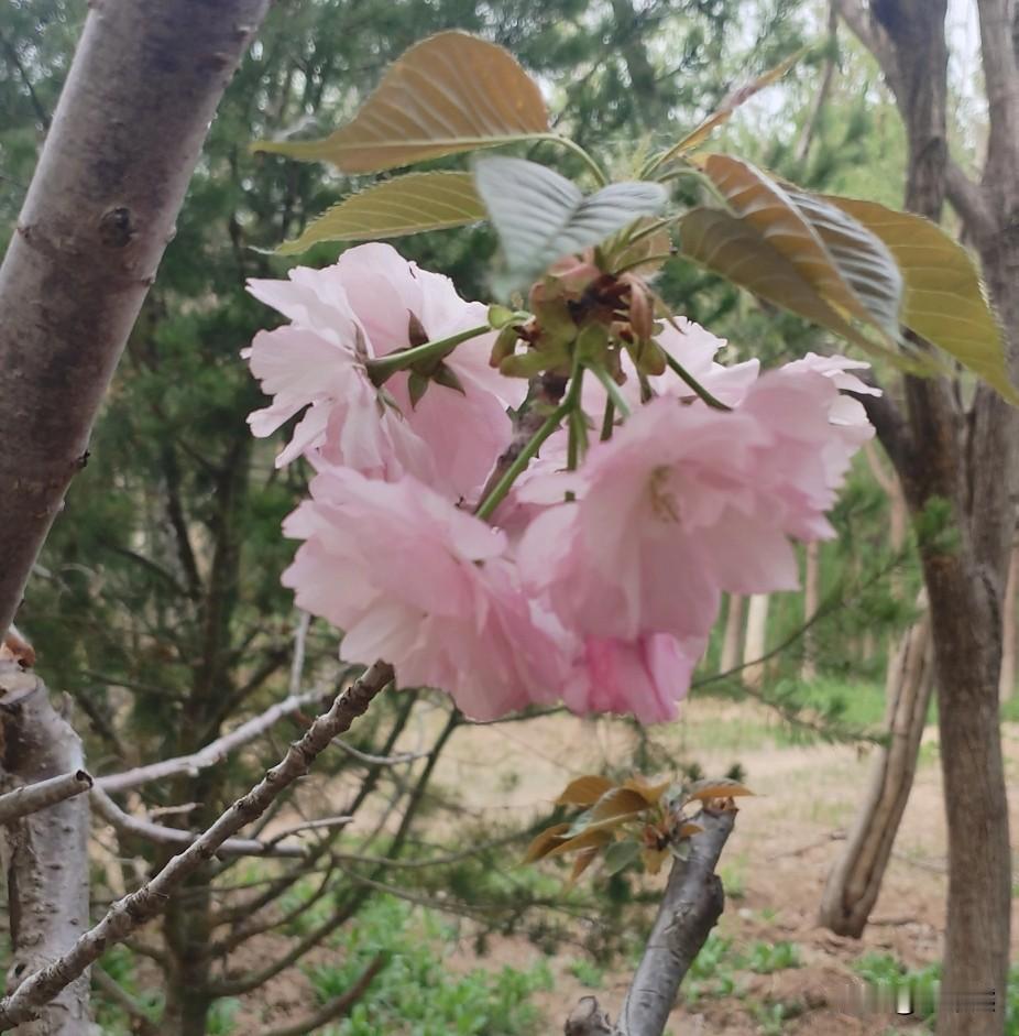 今天幸亏有我婆婆，到现在我才理解“家有一老，如有一宝”。
下午没在家，学校打电话
