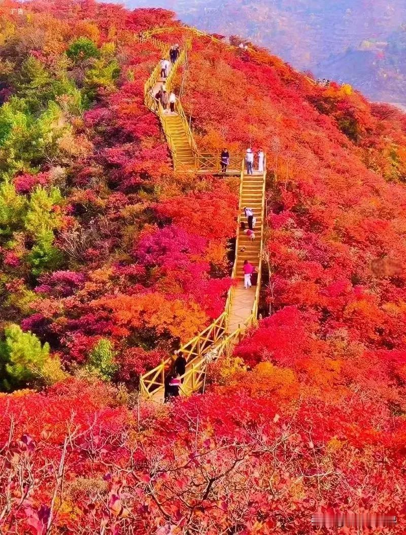 金秋十月丹桂飘香。最不舍的就是北方的红叶和南方的桂花！

北方秋高气爽，太阳光线