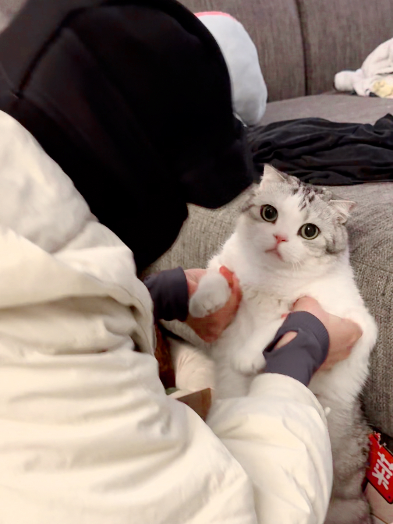 偷猫！跟不跟我走！ ​​​