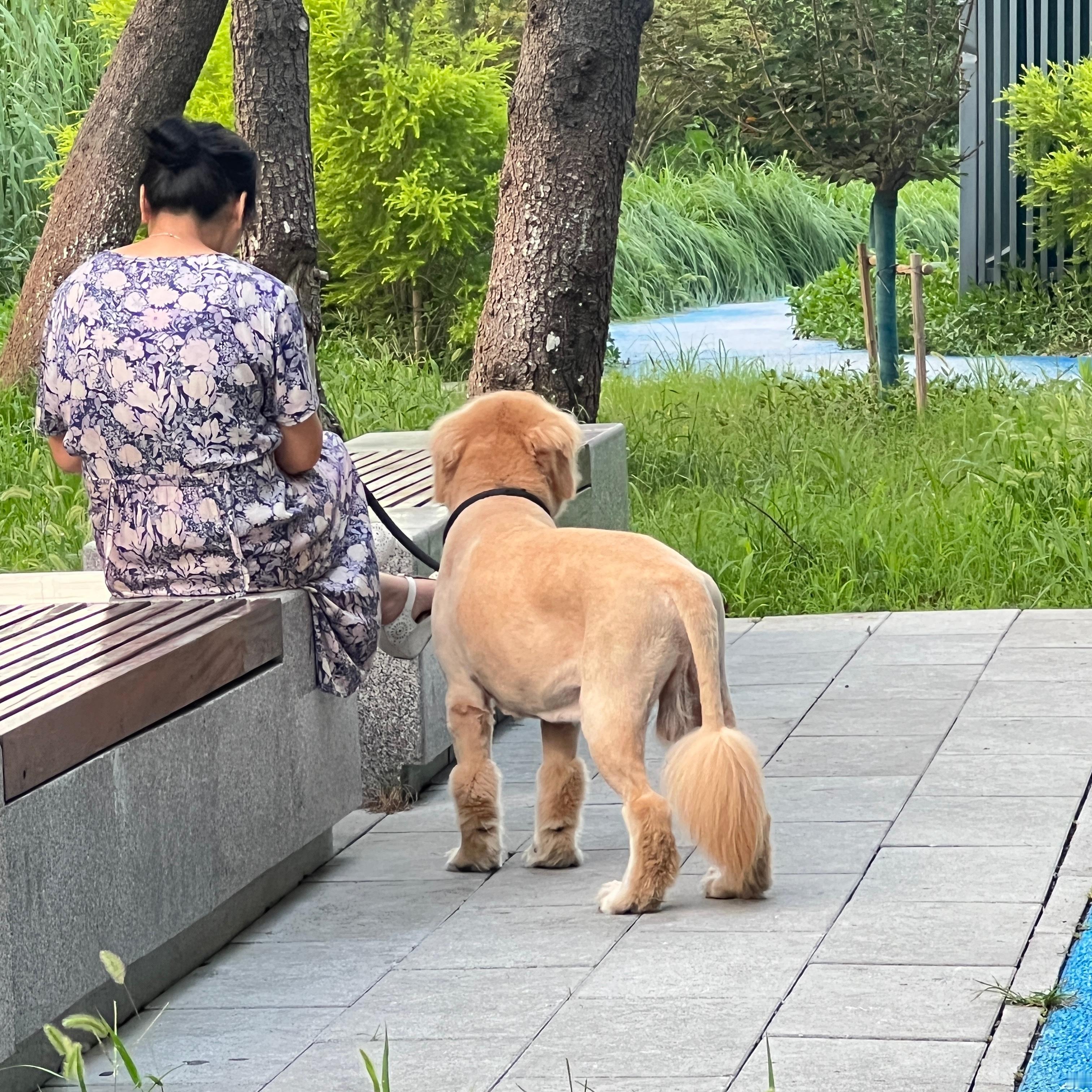 哈哈下班路上，撞见这只“清凉大狗”，毛发剃得像刚被薅过羊毛，主打一个光溜显眼！[