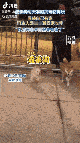 安徽淮南，一只小白狗每天都准时来找饭店小黄狗玩耍，直到天黑了也不舍得离开，饭店老