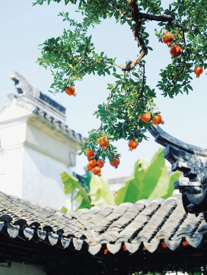 “ 秋初渐起色，石榴满枝头 .. ” 