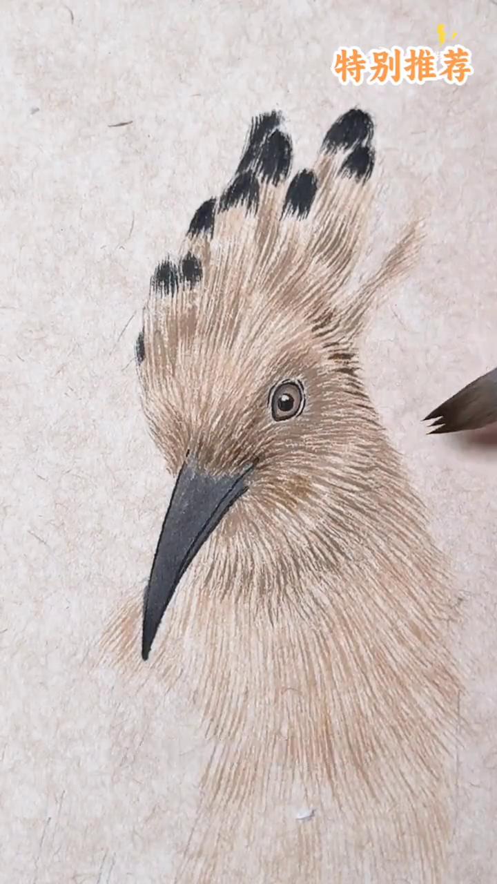 戴胜鸟画法。
·先把笔捡开，以丝毛的方式画出轮廓。
·然后按羽毛的走向整体铺一遍