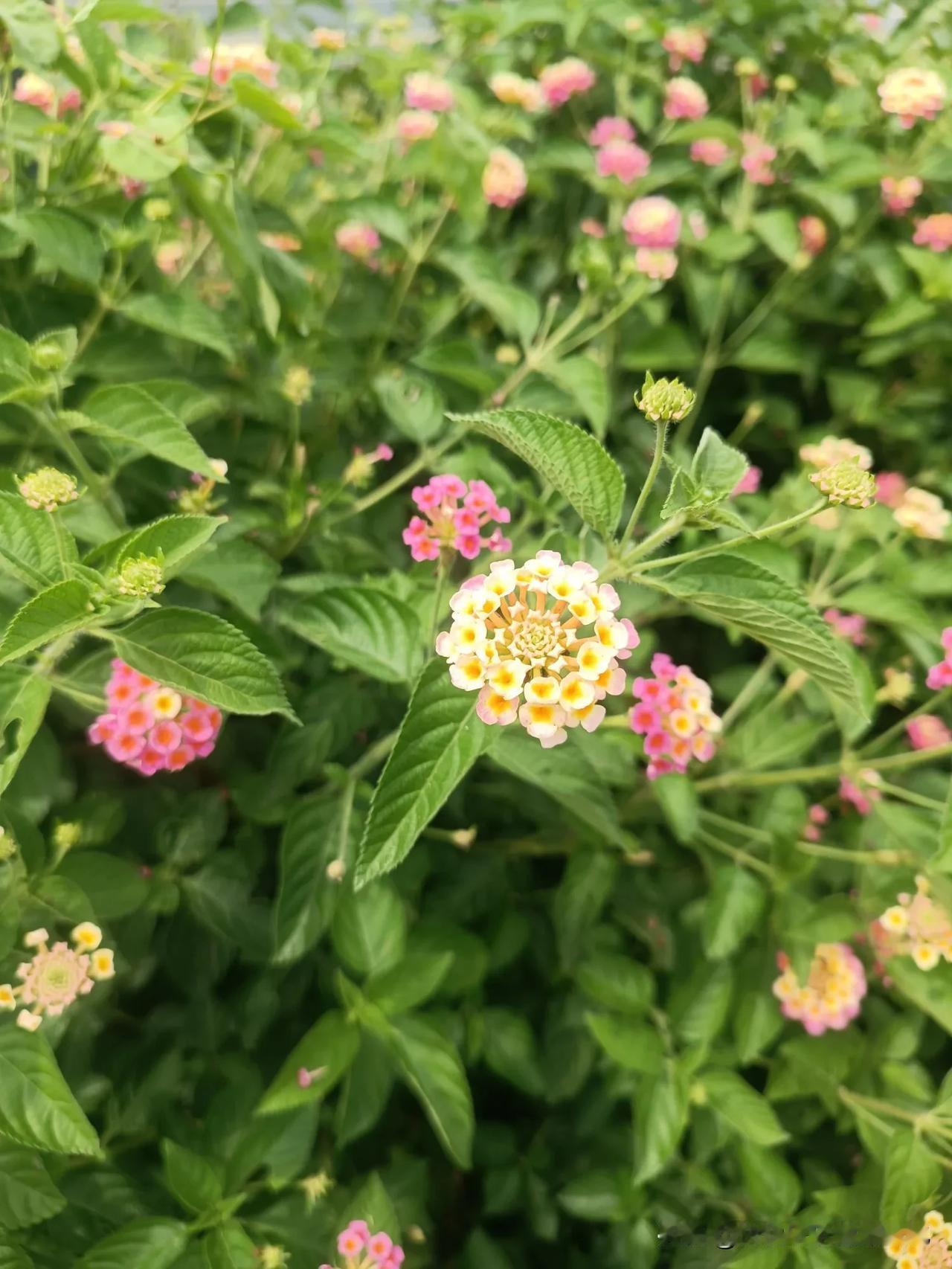 这是什么花？挺漂亮的
