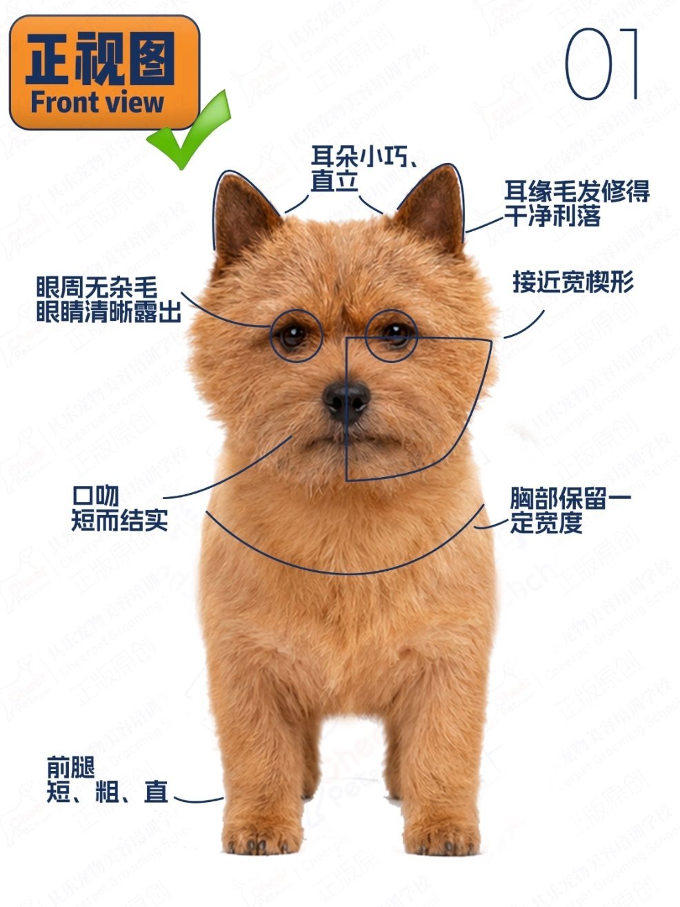 标致狗