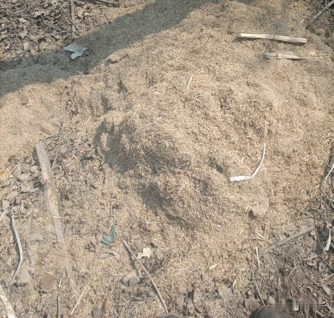 东北方言之（675）稻毛：
这是水稻过去年代用打稻机打完之后，经过风筒吹出来的细