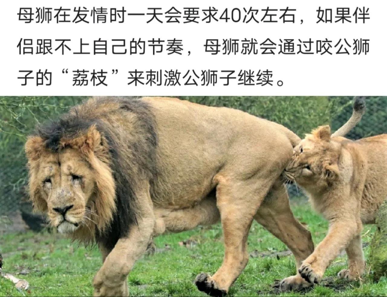 每天和猛兽对视十分钟，可以改变猥琐的气质，这是真的吗？我连个狮子都不如？#野兽和