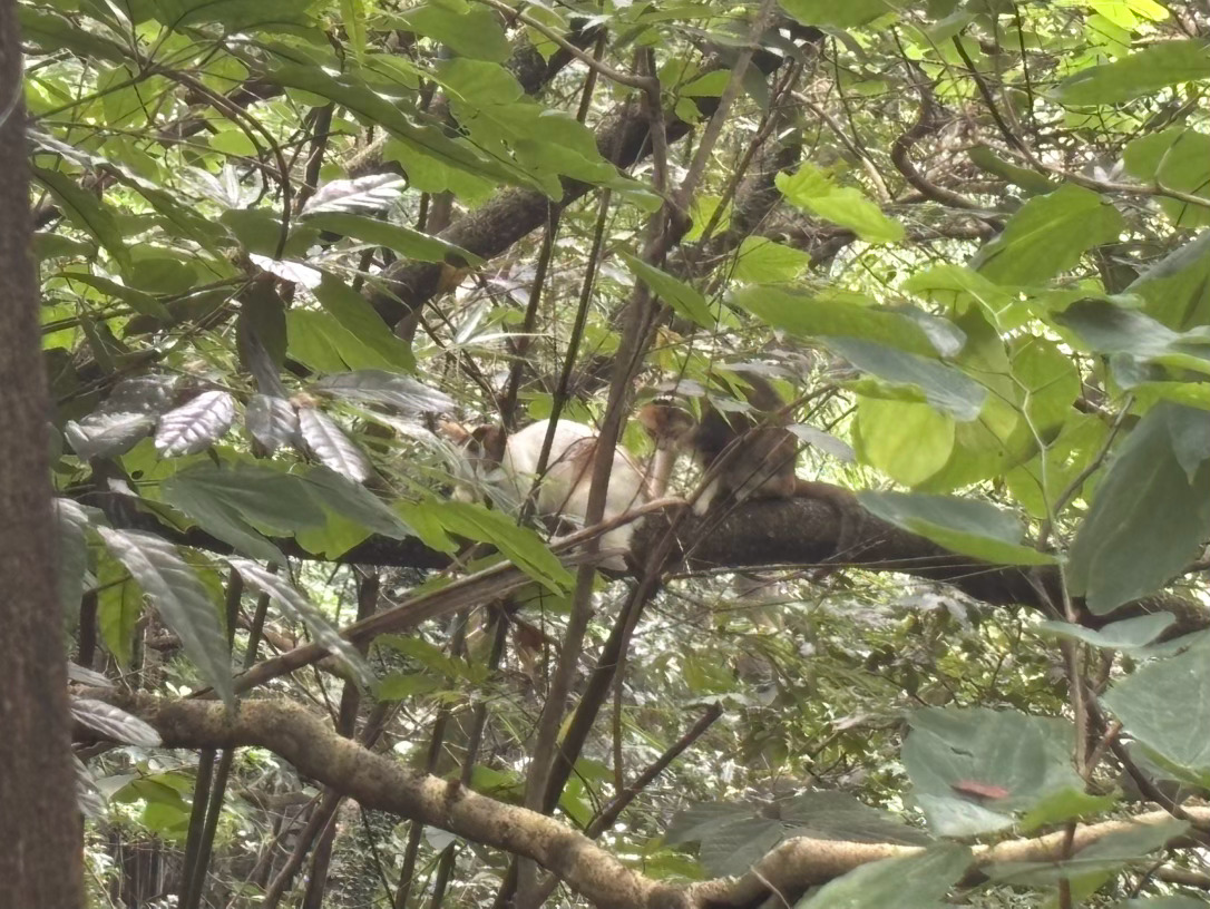 实时猫情 
