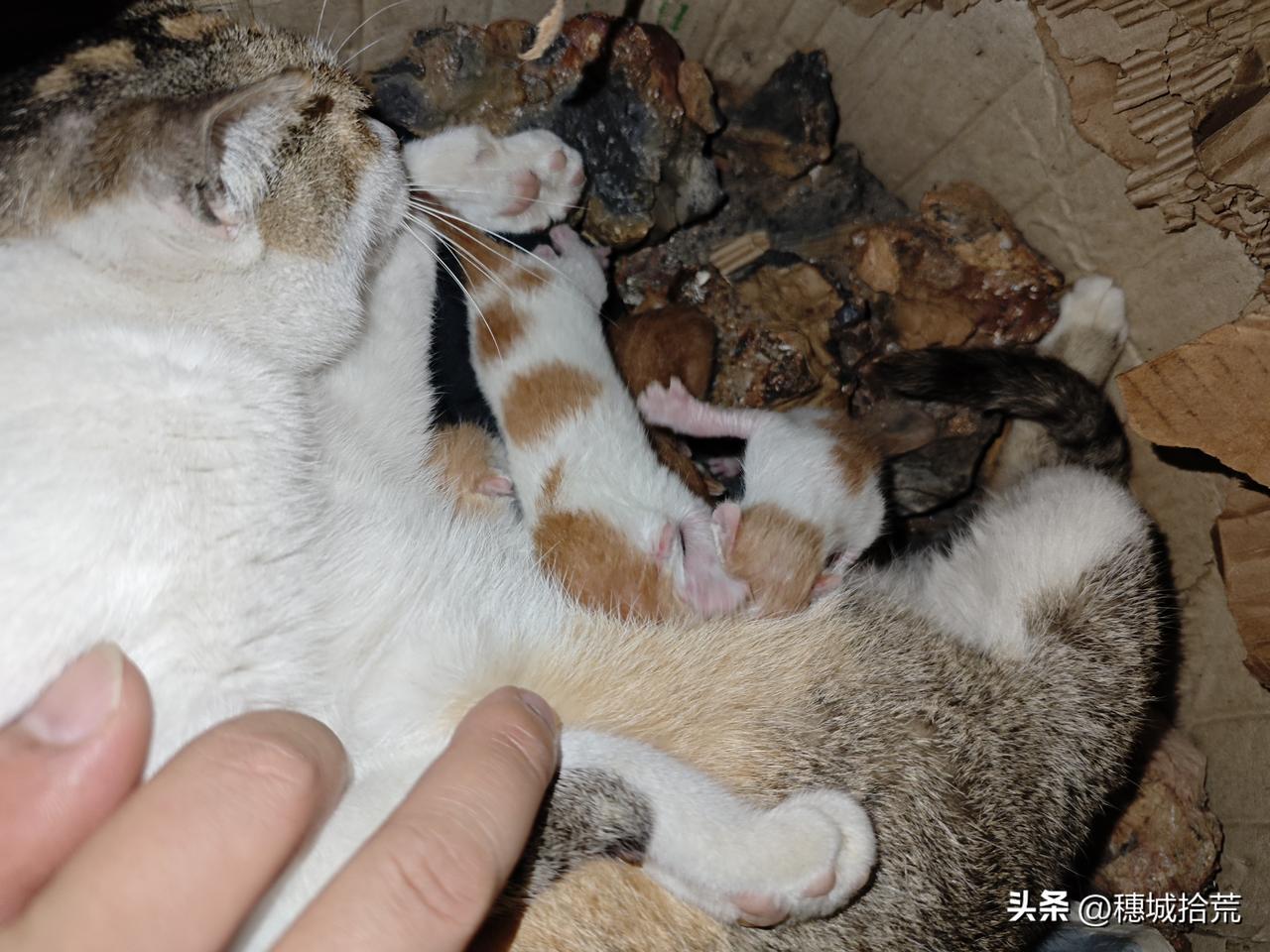 我家的小花猫又生了一窝猫仔，一共4只，看得出，猫爸爸是一只大橘猫！猫爸爸的基因强