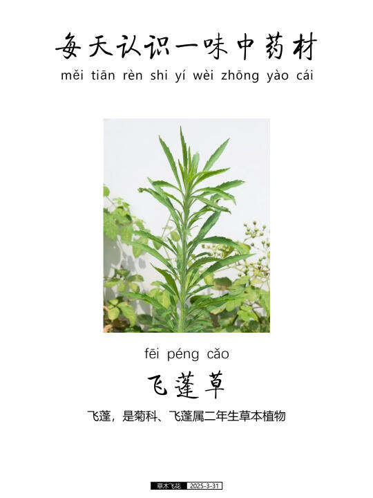 每天认识一味中草药-飞蓬草🍀